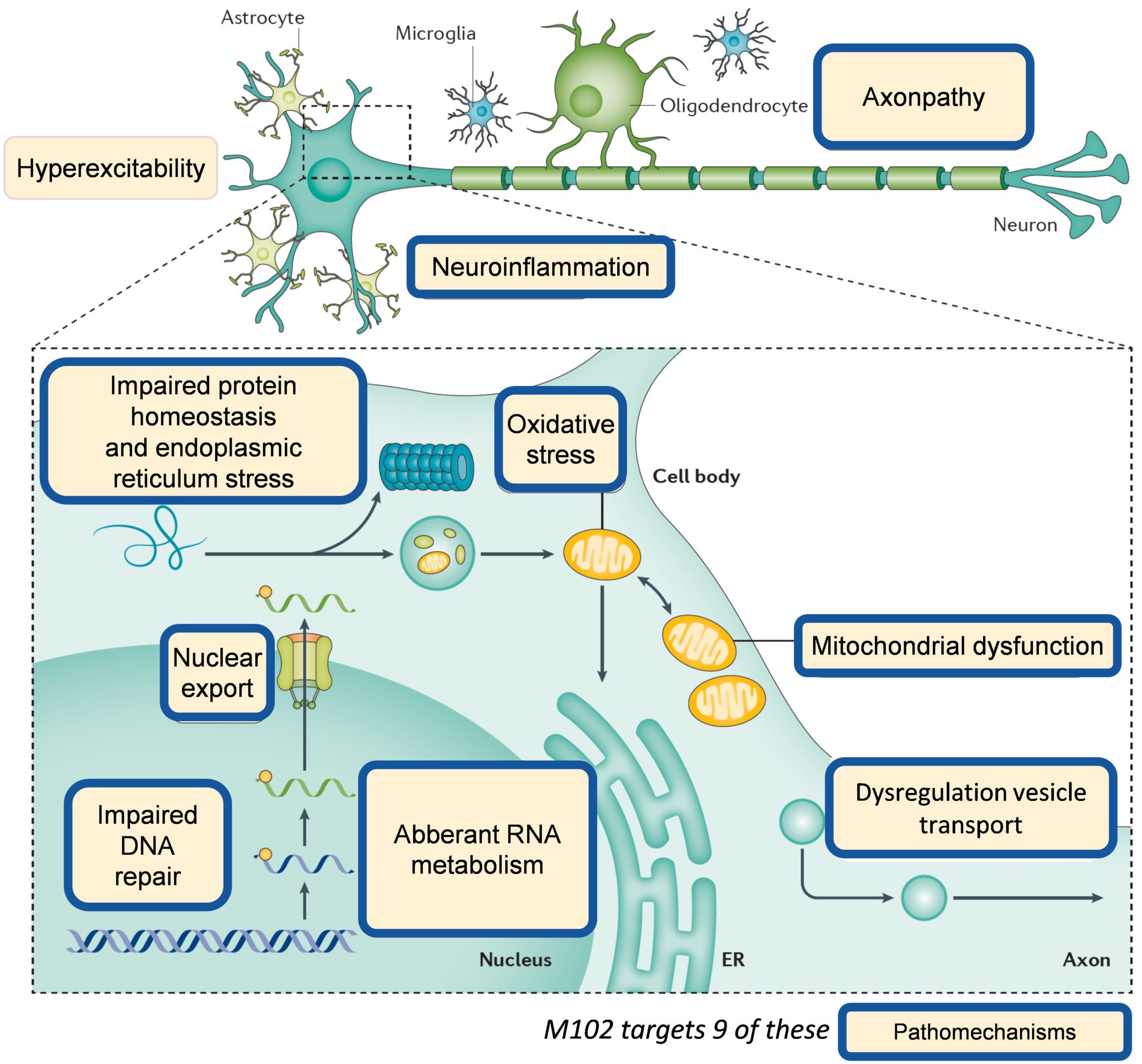 M102 - Aclipse Therapeutics